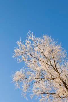 Frosted willow background Stock Photos