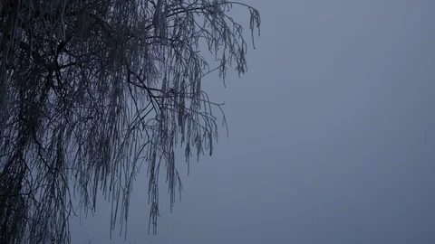 Frosted Willow Branches Stock Footage 123417026