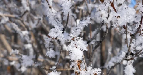 Frosted willow tree branches sway in winter wind with a bit of snow flakes Stock Footage 102647476