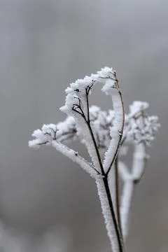 Frosted Winter Branches Stock Photos
