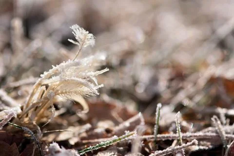 Frosted Winter Foliage Stock Photos