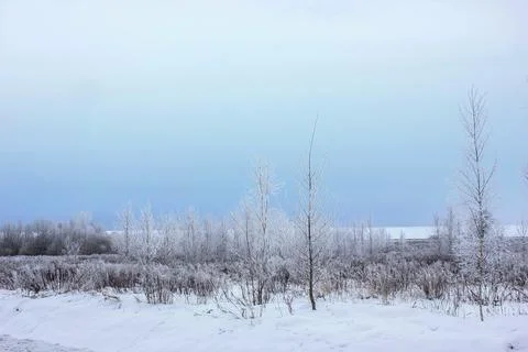 Frosted Winter Landscape with Bare Trees Fotos de archivo