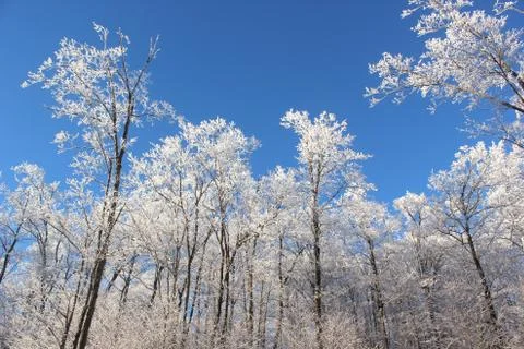 Frosted Winter Maple Forest Stock Photos
