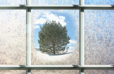 Frosted winter window glass with pine tree outside Stock Photos