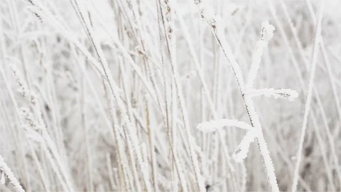 Frosting on meadow grass Stock Footage 73900226