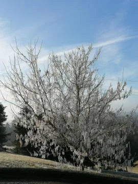 Frosting  tree Stock Photos