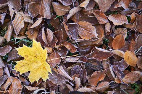 Frostly maple leaf Stock Photos