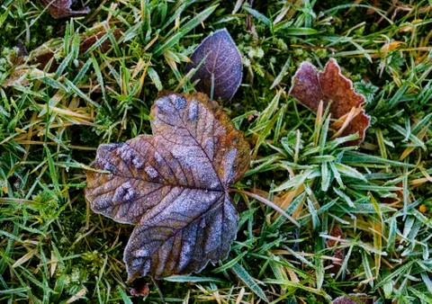 Frosty autumn coloured leaves on the grass,Northumberland, England Stock Photos
