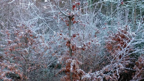 Frosty beech tree branches and leaves in forest Видео 123031443