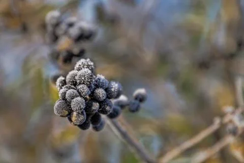 Frosty berries Stock Photos