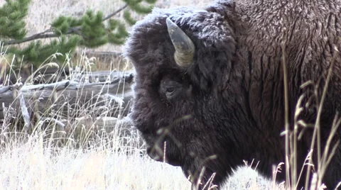 Frosty Bison Close Up Stock-Footage 55739186