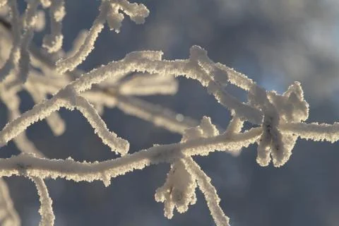 Frosty branch Stock Photos