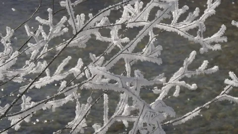 Frosty branches on the background of the river Stock Footage 72073557