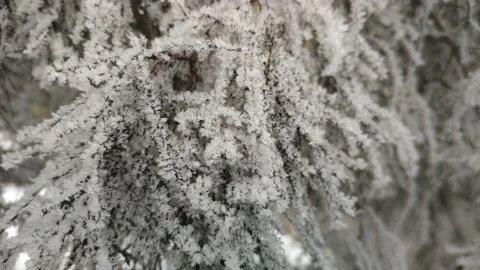 Frosty Branches Close Up, Twigs And Frost Stock Footage 144883673