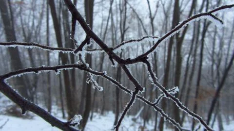 Frosty Branches in a Forest Stock Photos