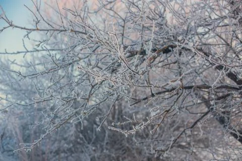 Frosty branches selective focus background Фото