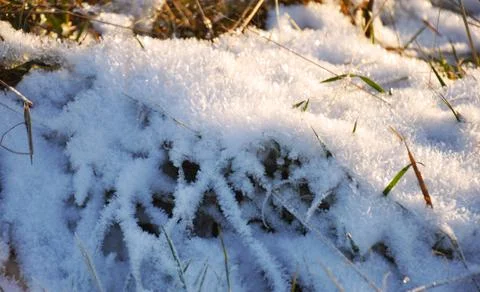 Frosty branches of tree under the layer of icy snow Stock Photos