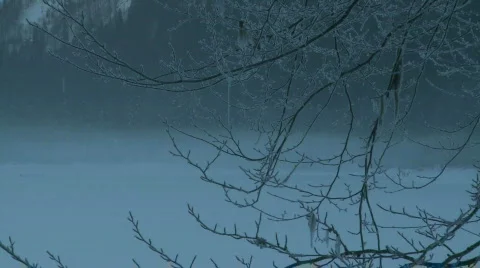 Frosty branches zoom Stock Footage 303447