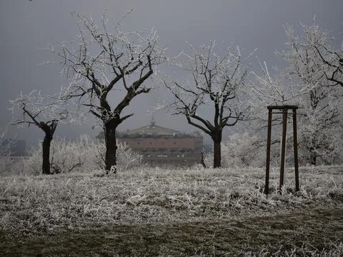 Frosty cherry park trees and grass in prague park on cold winter day Stock Photos