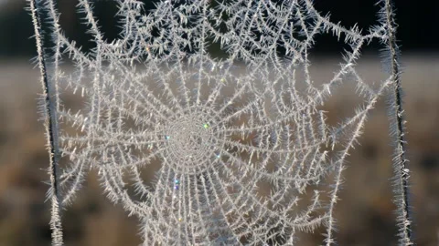 Frosty cobweb Stock Footage 168685884