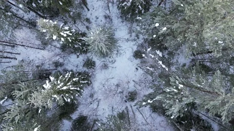 Frosty Cold Snow Covered Winter Forest Trees From Above Stock Footage 232935667