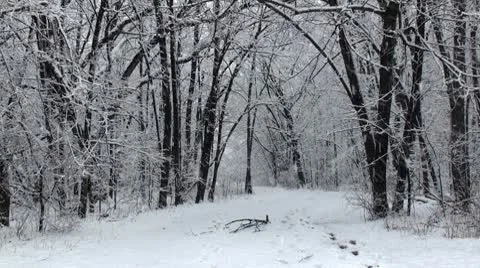 Frosty day and falling snow off the trees Video stock 10796490