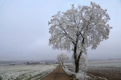 Frosty Day Stock Photos