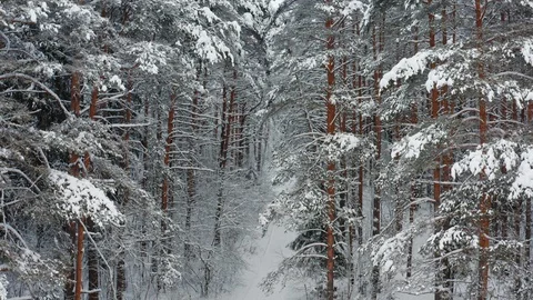 Frosty day in winter forest Video stock 117600945