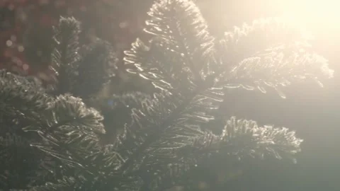 Frosty dew on pine tree in a early morning winter misty day 스톡 동영상 246044422