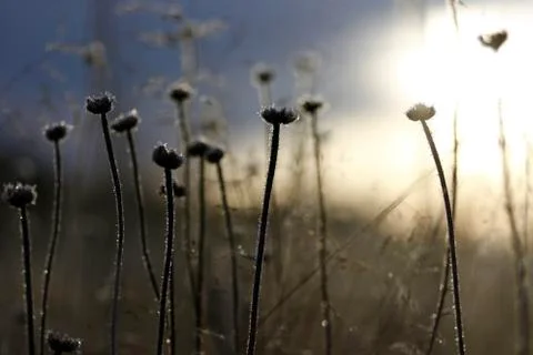 Frosty dusk. Foto stock