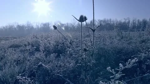 Frosty Field Wide Video stock 12503217