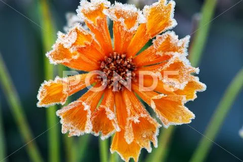 Frosty flower Stock Photos
