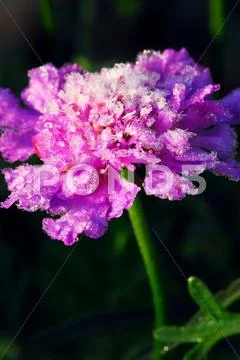 Frosty flower Stock Photos