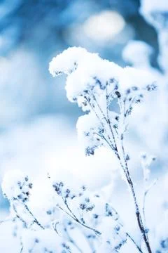 Frosty flower Foto stock