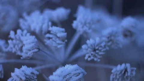 Frosty flowers closeup Stock Footage 70537190
