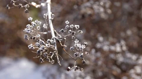 Frosty flowers in winter Video stock 237993260
