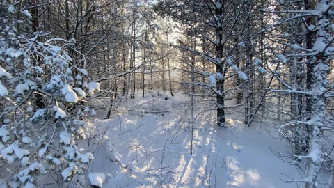 Frosty forest Stock Footage 167414869