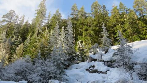 Frosty Forest Hillside Stock Photos