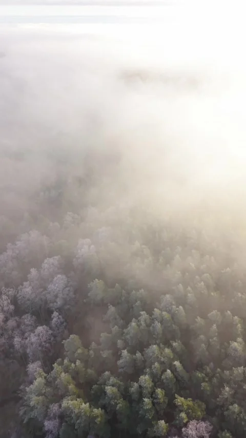 Frosty forest landscape in Sweden under clouds captured at dawn Stock Footage 322052864