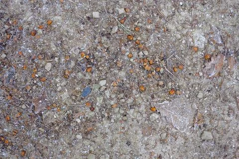 Frosty forest path covered with small stones, pine needles and beech nuts Stock Photos