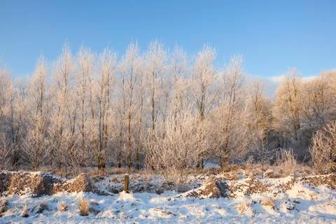 Frosty forest Stock Photos