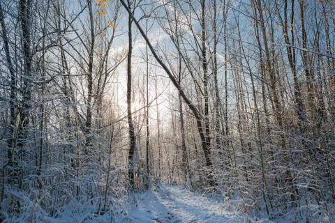 Frosty forest Foto stock