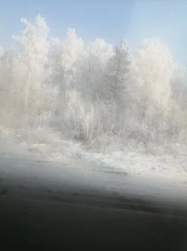 Frosty forest 库存照片