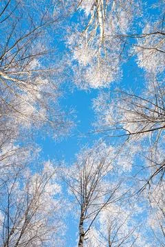 Frosty forest Stock Photos