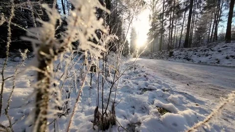 Frosty forest with rays and glare of the sun. Sunset in a frosty winter forest Stock Footage 321702772