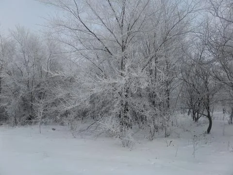Frosty Forest Trees Covered in Thick White Hoarfrost 写真素材