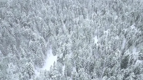 Frosty Forest in Winter Aerial Stock Footage 96490060