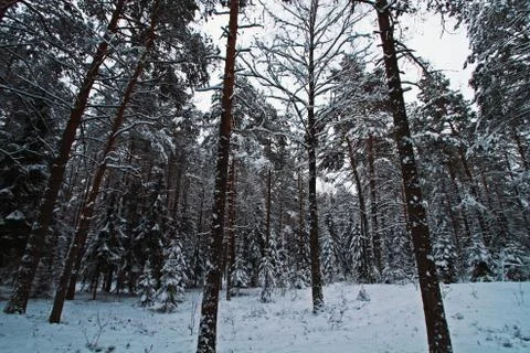 Frosty forest in the winter time Stockfoto's