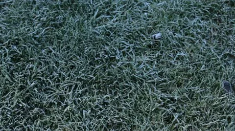 Frosty grass and leaf Stock Footage 20542865