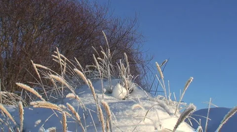 Frosty Grass With Blue sky Background Vidéo 955048